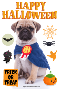 Popular Halloween Costumes For Your Pets At Amazon